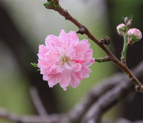 桃花圖|超过 100000 张关于“桃花树”和“桃花”的免费图片